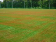 ヤシの実チップを満遍なく散布